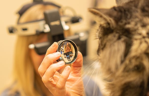 cat getting eye exam