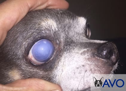 dog with Corneal Endothelial Dystrophy